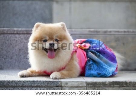 Pomeranian dog on the staircase  it wear clothes for dog and clothes of pom has ping and blue color.pommeranian looking for you.