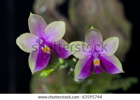 There are many varieties of wild orchids.