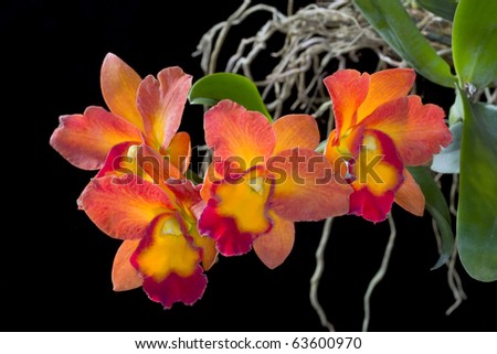 orchid flowers on black background (Cattleya ) in flower garden