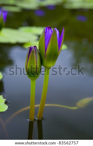 purple water lily on the lake