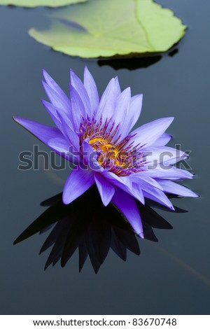 pink lotus flower on isolate background