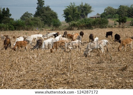 ox, cow herd in a harvested step rice field