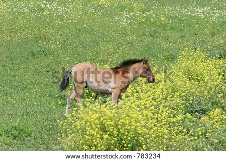 Young horse or foal in a colourful yellow field in Andalucia on the Costa del Sol in Spain