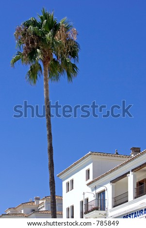 Tall single palm tree next to buildings in Duquesa port in Spain on the Costa del Sol