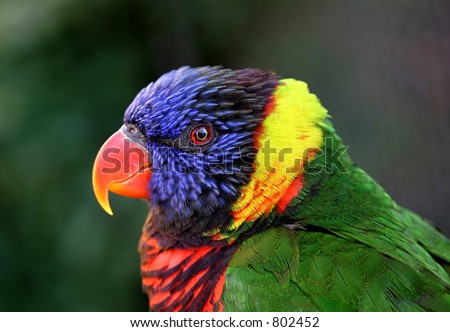Close up of a beautiful colorful parrot staring straight at camera with wide eye
