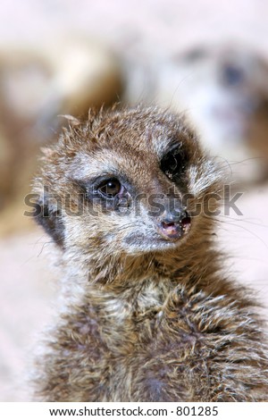 Close up of Meercat standing up on the lookout for predators in a wildlife sanctuary
