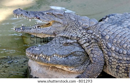 Alligators or crocodiles playing in the sun and water Climbing over each other with funny expressions