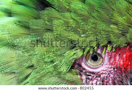 Close up macro photo of colorful, exotic green parrot face and eye with pink surround.