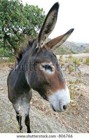 Close up of brown Spanish Donkey with big ears