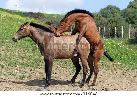 horses mating with donkey. small pony mating with horse