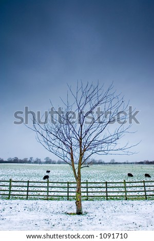 Lone tree next to a wintery field with black sheep and wooden fence and a dark sky