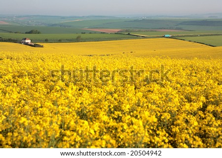 Big, sunny, yellow rapeseed field in Weymouth with solitary house and Maiden Castle hill fort in the distance