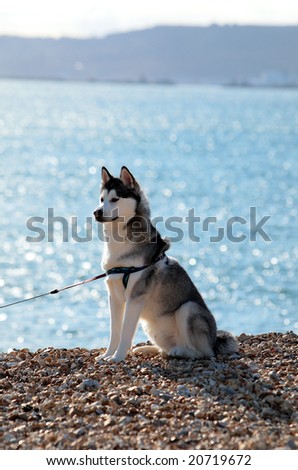 stock photo : Lovely black and white husky dog sitting upright on beach in 