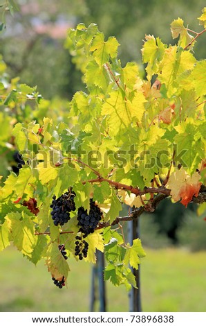 Bunches of ripe black grapes hang in a sunny vineyard in Italy