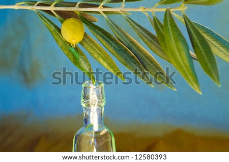 Extraction of the essential oil of the olive tree for nourishment and natural therapies
