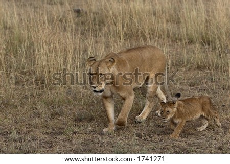 Mother and cub lion