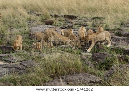 Pride of lions drinking