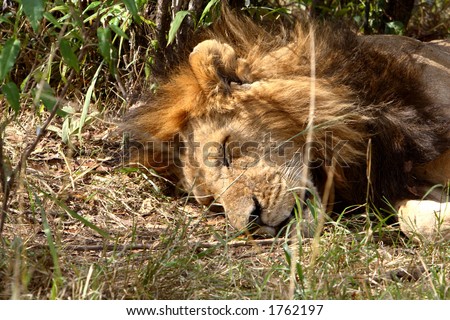 Male Lion laying down