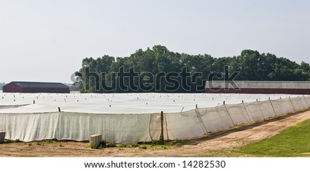 Tobacco growing under a white mesh shade tent