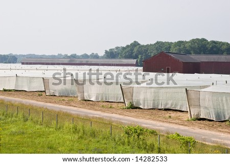 Tobacco growing under a white mesh shade tent