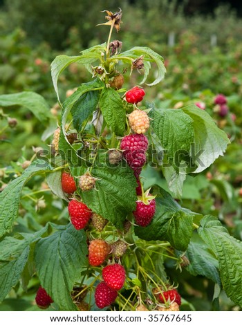 Raspberry Plant