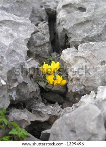'The burren', Ireland. wild flowers, birds foot trefoil (Lotus corniculatus), in limestone rocks.