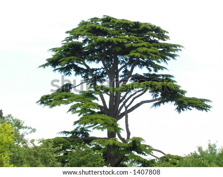 cedar tree picture