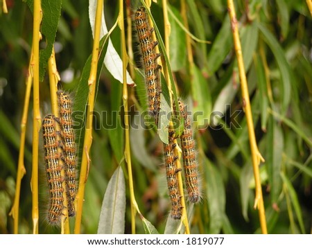 Caterpillars eating a willow branch (Shallow DOF).