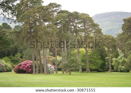 Clean and tidy stately gardens. With fir trees and Rhododendrons.