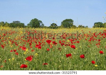 Annual poppies in a British field. Papaver Rhoeas. Common poppy, Corn poppy or Flander\'s poppy.