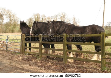 Working black Shire horses on a farm.