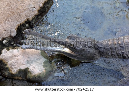 Large indian Gharial showing his jaws out of water