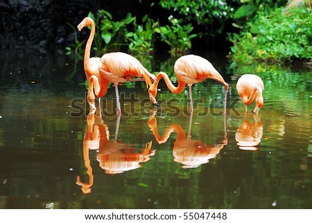 A view of a group of flamingo feeding on small fishes by the lake