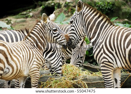 A view of young zebras having their food in the forest