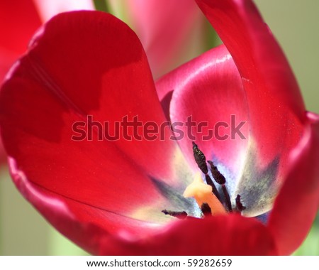 Waiting for a bee inside a tulip