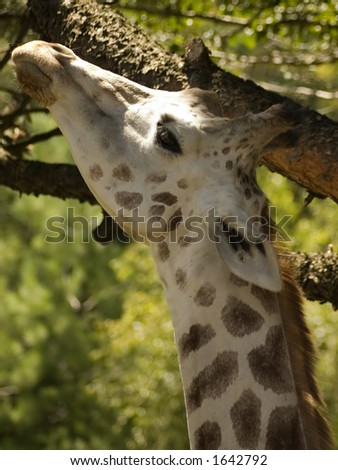Giraffe reaching up in a tree for a leaf