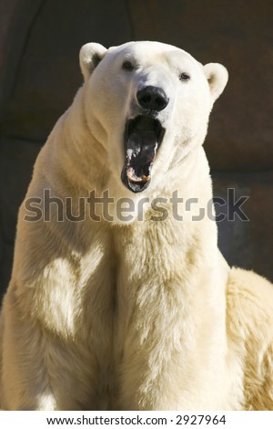 Bears Yawning