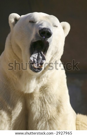 Bears Yawning