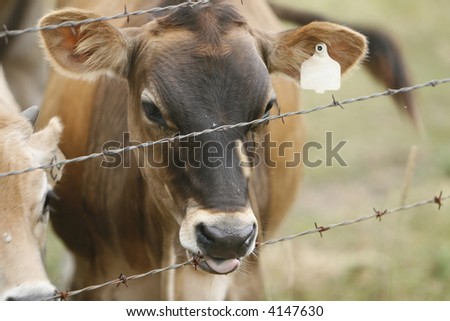 Cow licking a barbed wire fence