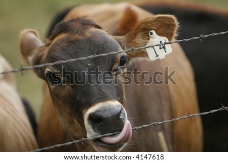 Cow licking a barbed wire fence