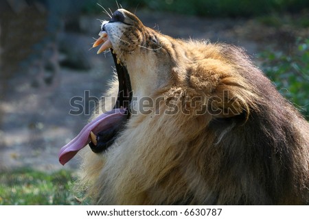 Lion yawning showing it\'s big teeth