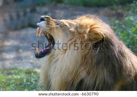 Lion yawning showing it's big teeth