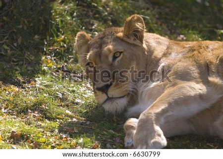 Female lion laying on her side