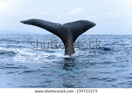 Humpback Whale Tail Fluking Up In Maui Hawaii