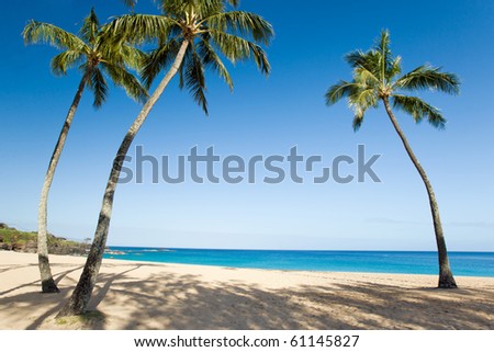 hawaii beaches with palm trees. stock photo : palm tree