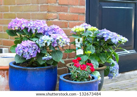 Pots of flowers near the flower shop in Gorinchem,  Netherlands