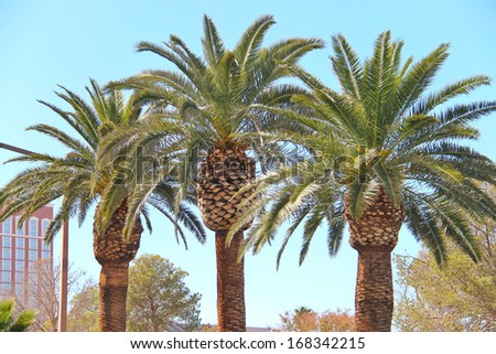 Palm trees on the streets of Las Vegas. Nevada