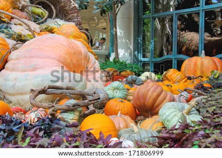 LAS VEGAS, NEVADA, USA - OCTOBER 21, 2013 : Autumn theme in a greenhouse at Bellagio Hotel in Las Vegas, Bellagio Hotel and Casino opened in 1998. This luxury hotel owned by MGM Resorts International