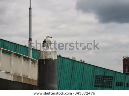 Seagull standing on a pole on the background of museum Nemo in Amsterdam