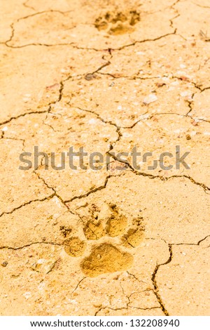 dog footprint on dry crack soil